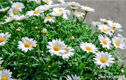 黄金雏菊，阳光之花，幸福绽放