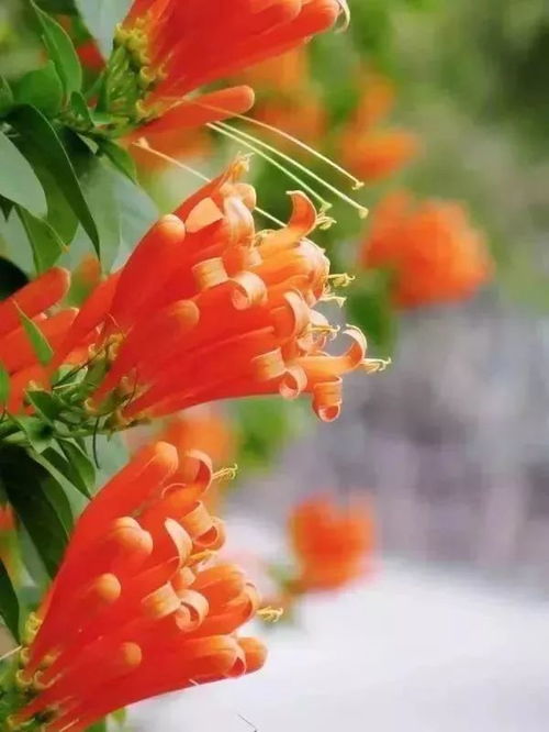 三色堇与炮仗花