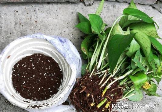 换盆小贴士，记住了没？