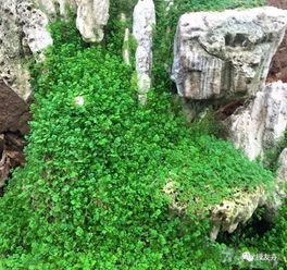 草草的养护秘籍