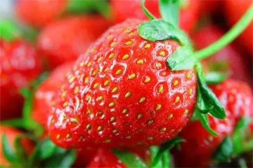 草莓采摘季节是春季，这份攻略你准备好了吗