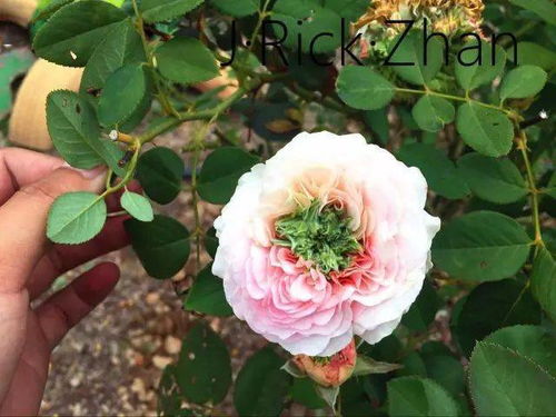 月季花的开花条件