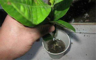 施肥后的注意事项