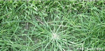 先说说 我们要了解杂草的特点