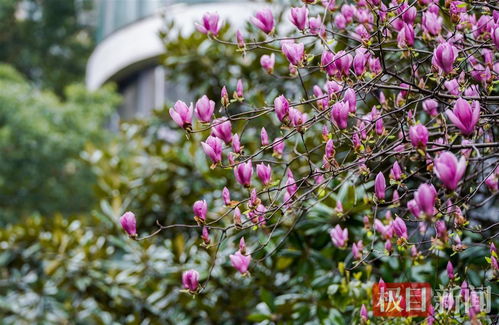 辛夷树是什么树？它为何被誉为“春花使者”