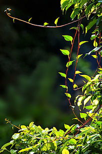 二、 不同树木的修剪方法