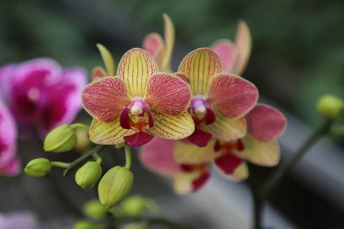 蝴蝶兰种植入门篇：如何让小苗茁壮成长