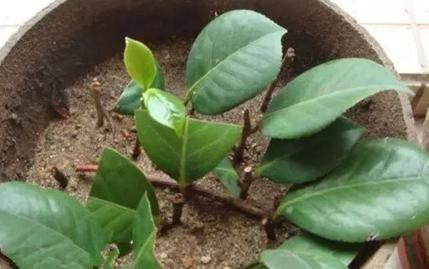 荔枝种子怎么种？手把手教你变身种植小能手