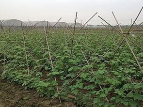 豆角翻花栽培技术，一种提高豆角产量和品质的种植方法