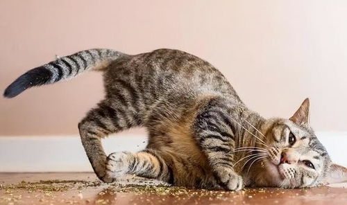 猫薄荷的神秘面纱：农村里的别称