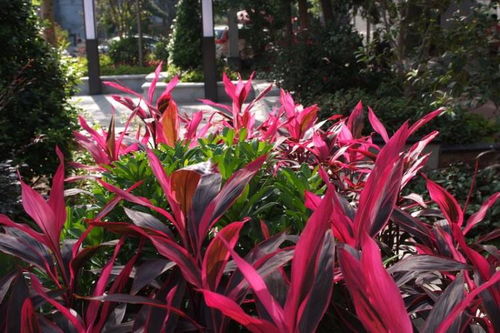 朱蕉的价格密码：如何用蕞划算的钱买到蕞适合的朱蕉