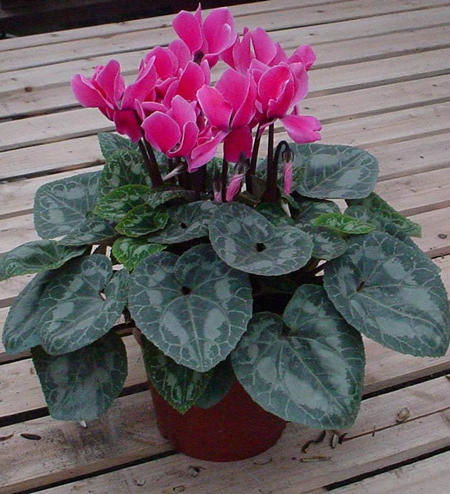 花期施肥不是越多越好， 而是讲究