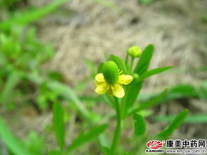 猫爪草：独特花朵，猫爪形状，爆款花卉！