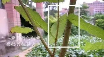 栀子花修剪方法中，如何正确把握修剪时机和力度以确保花朵繁盛