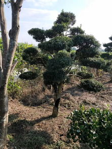 小叶黄杨：贵得有点儿意思