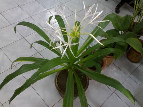 植物茎叶如何快速腐烂？自然分解