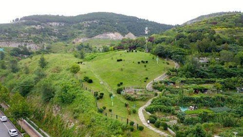 安徽淮南包山公投身植绿荒山，助力生态修复