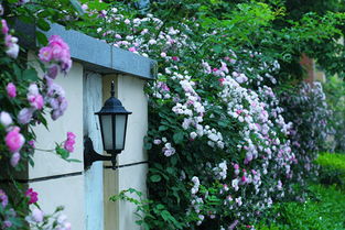 打造院墙花墙， 美丽又实用