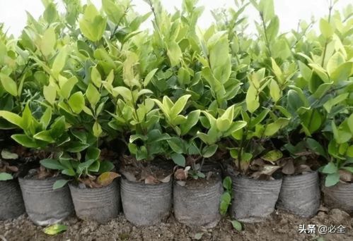 放置几天让土肥熟透