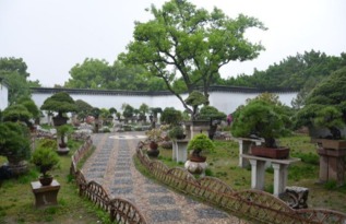 树木的观赏特性