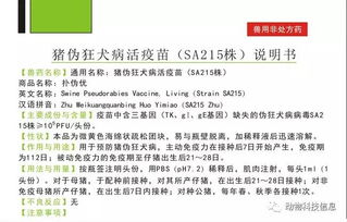 如何实施规模场与中小猪场伪狂犬净化实操建议？