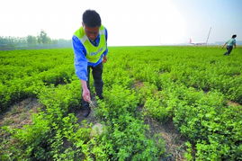 草种参数对比分析