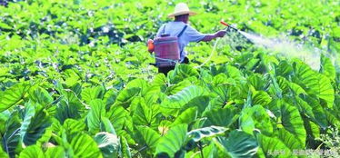 不同蔬菜对除草剂的敏感性