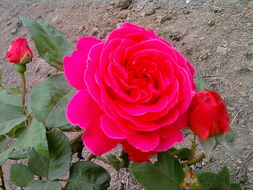 月季花的产地分布