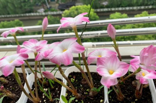仙鹤来花如何切割繁殖？能否实现无土栽培