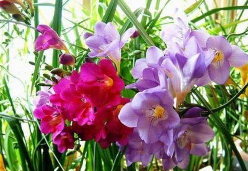 如何种植招财花