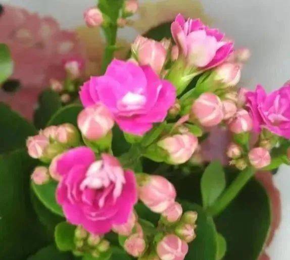 南方盆栽茶花如何安全过冬？冬季养护有哪些注意事项