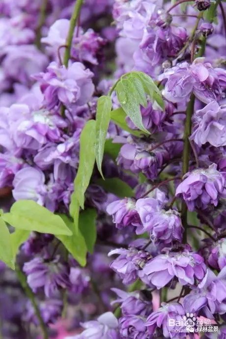 紫藤花品种一览，美不胜收！