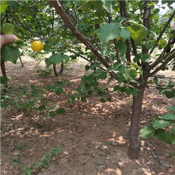 杏树播种：避开不利坑， 走向成功之路