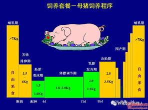 母猪产后子宫炎预防与治疗策略