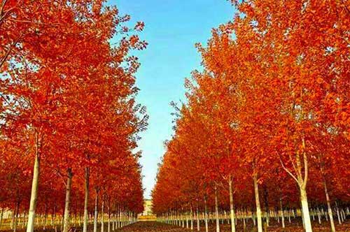 山东茂腾银杏树基地：银杏苗木的佼佼者