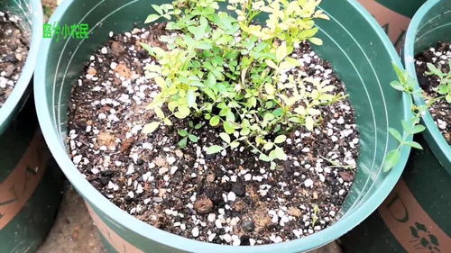 月季花浇水过多导致烂根怎么办？如何挽救