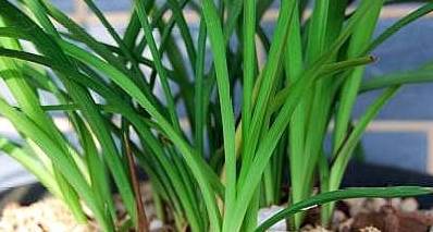 室内植物怎么晒太阳？光照时间如何控制
