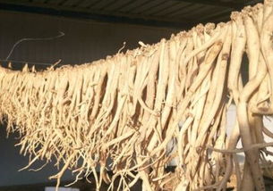 一亩地种植党参的种子用量