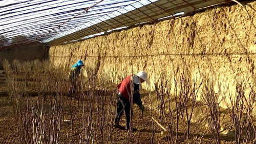 绿水青山， 金山银山