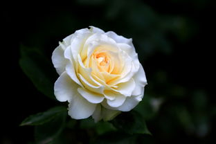 月季花开，春风不散