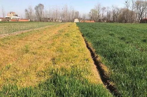 小麦发黄怎么办？