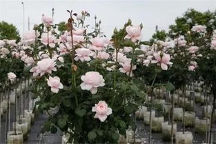 瑞典女王月季花：美丽背后的故事