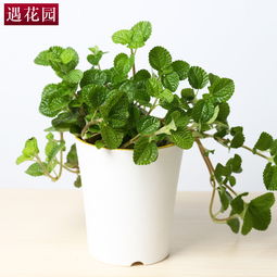 观叶植物花卉有哪些适合室内养护？推荐几种常见的室内观叶植物
