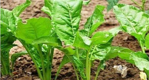 五、鸡毛菜——补充营养的好选择