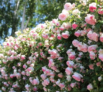 二、土壤类别要分辨