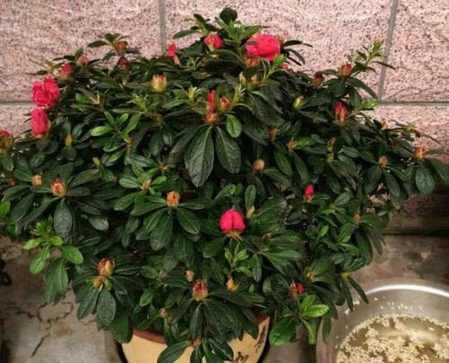 修剪后注意养护