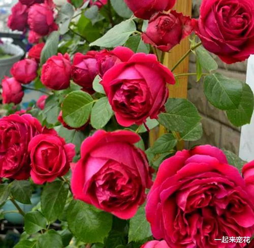 月季花语中，红色月季代表热情