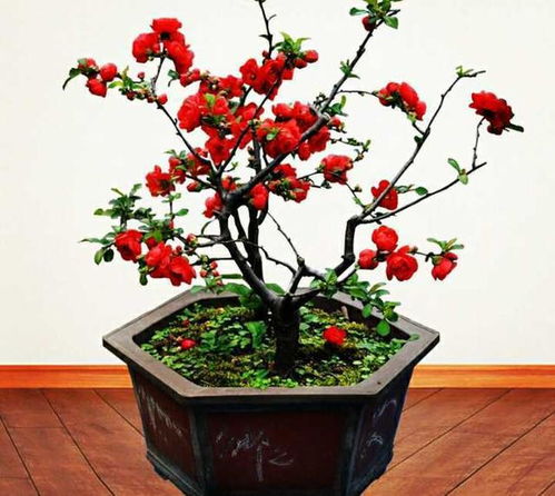 观花花卉：色彩斑斓， 赏心悦目