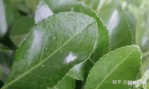 红薯保鲜剂的选择和使用