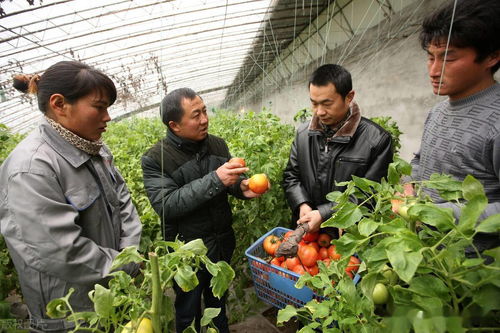 大棚里有哪些地下害虫，使用哪种农药效果最好？